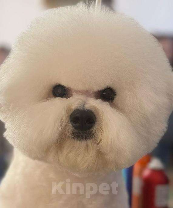 Собаки в Москве: Щенки Бишон фризе Мальчик, Бесплатно - фото 2