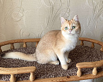 Кошки в Волгограде: Британский золотой котик Мальчик, 9 000 руб. - фото 5