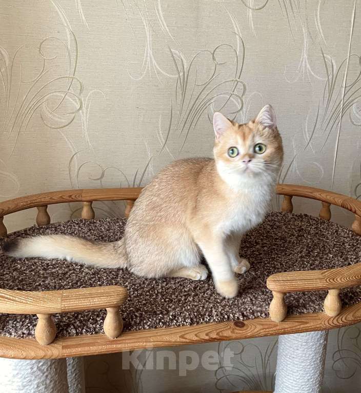 Кошки в Волгограде: Британский золотой котик Мальчик, 9 000 руб. - фото 5