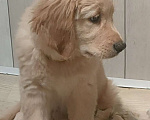 Собаки в Подольске: Щенок Золотистый ретривер девочка,2,5 месяца,рыжая Девочка, 80 000 руб. - фото 2