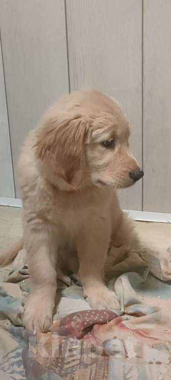 Собаки в Подольске: Щенок Золотистый ретривер девочка,2,5 месяца,рыжая Девочка, 80 000 руб. - фото 2