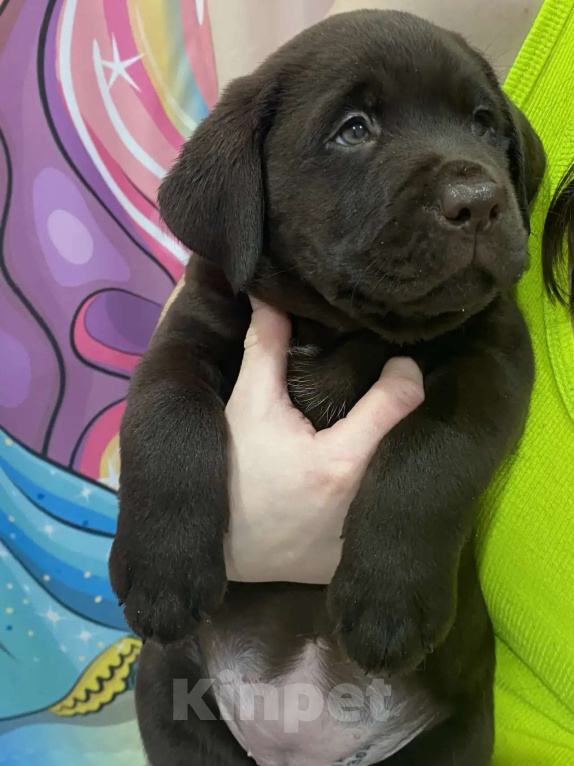 Собаки в Казани: Щенки лабрадор-ретривер Девочка, 55 000 руб. - фото 2