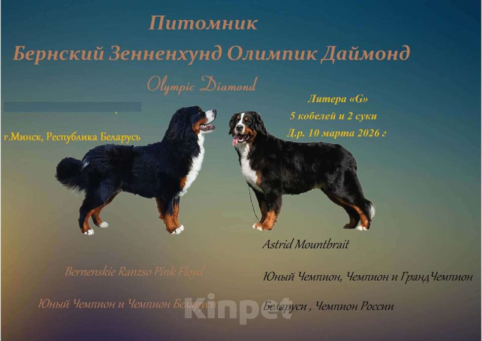 Собаки в Наро-Фоминске: Малыши бернского зенненхунда Помет "G" Мальчик, Бесплатно - фото 1