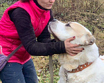 Собаки в Видном: Брандон алабай, 5 лет Мальчик, Бесплатно - фото 8