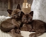 Кошки в других городах Тульской области: Котята Европейской Бурмы Разнополые, 35 000 руб. - фото 2