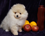 Собаки в Москве: Мальчик померанского шпица Мальчик, 25 000 руб. - фото 5