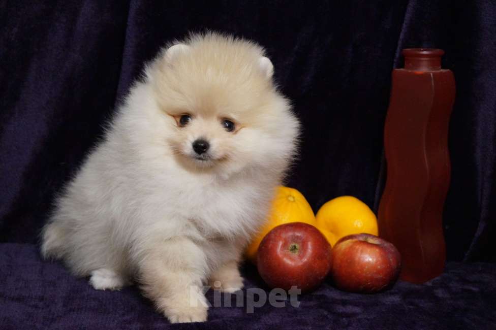 Собаки в Москве: Мальчик померанского шпица Мальчик, 25 000 руб. - фото 5