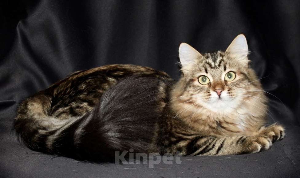 Кошки в Тюмени: Сибирский котёнок Девочка, 15 000 руб. - фото 2