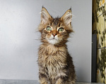 Кошки в Москве: Котёнок Мейн-кун Девочка Девочка, 40 000 руб. - фото 5
