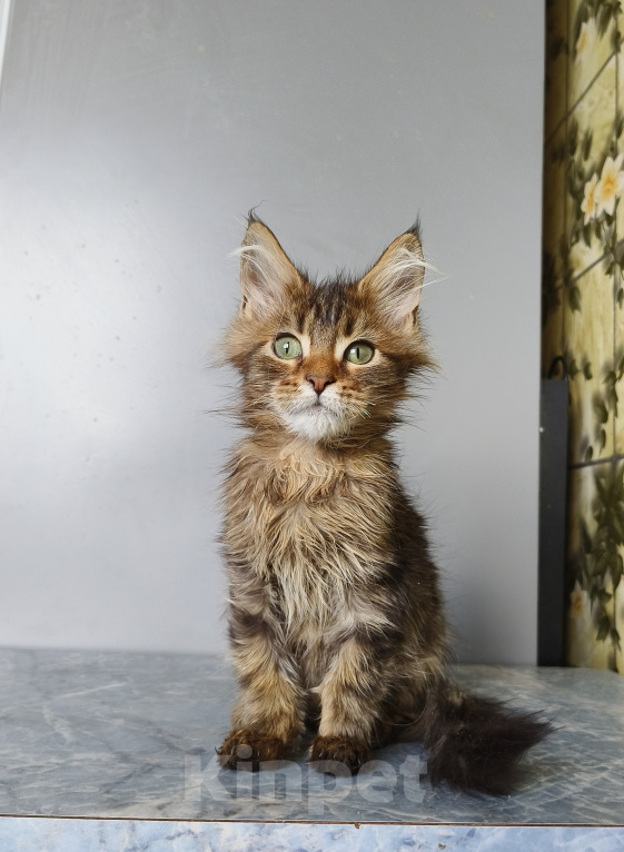 Кошки в Москве: Котёнок Мейн-кун Девочка Девочка, 40 000 руб. - фото 5