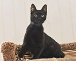 Кошки в Кумертау: Черная Вишенка 8 месяцев, Бесплатно - фото 2