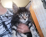 Кошки в Красноярске: Котик в брид Мальчик, 50 000 руб. - фото 2