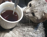 Кошки в Красноярске: Миникоты/котята Девочка, Бесплатно - фото 5