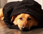 Собаки в Сергиеве Посаде: Изюминка маленькая собачка мечтает стать домашней Девочка, 1 руб. - фото 4