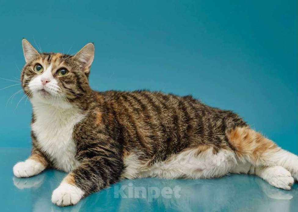 Кошки в Москве: Осиротевшая кошка Маша Девочка, Бесплатно - фото 4