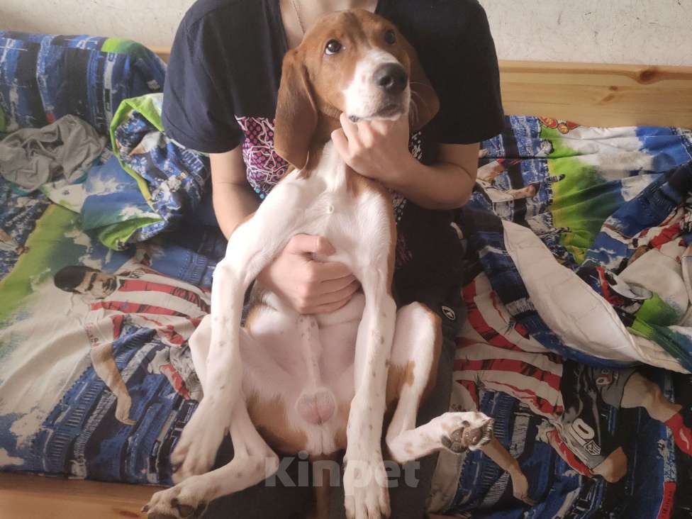 Собаки в Москве: Эстонская гончая мальчик 6 мес. Мальчик, Бесплатно - фото 3