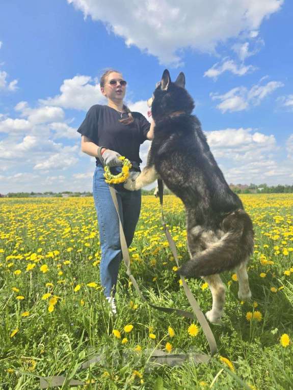 Собаки в Королеве: Малибу! Если вы в поисках не просто питомца, а настоящего друга, с которым хоть на край света Девочка, Бесплатно - фото 7