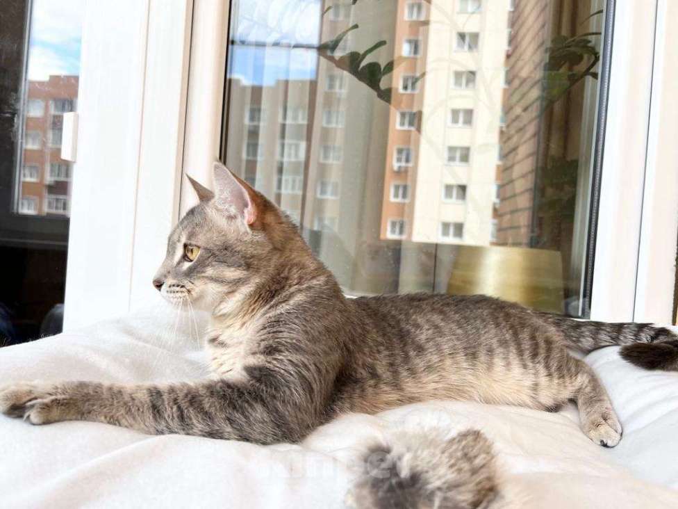 Кошки в Москве: Сноу - молодой котик ищет дом, в добрые руки Девочка, Бесплатно - фото 4