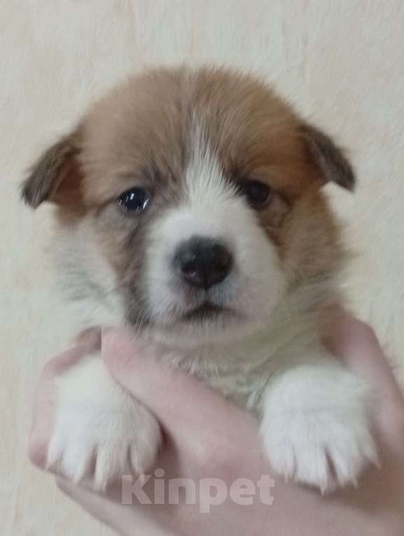 Собаки в Печоре: Щенки вельш корги пемброк Девочка, 45 000 руб. - фото 4