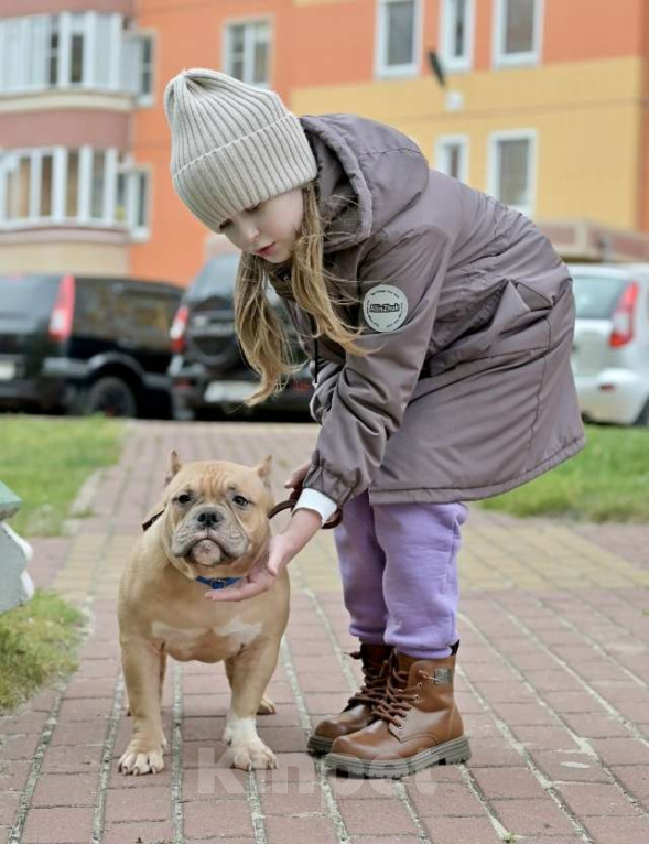 Собаки в Курске: Мальчик булли палевый Мальчик, 100 000 руб. - фото 2