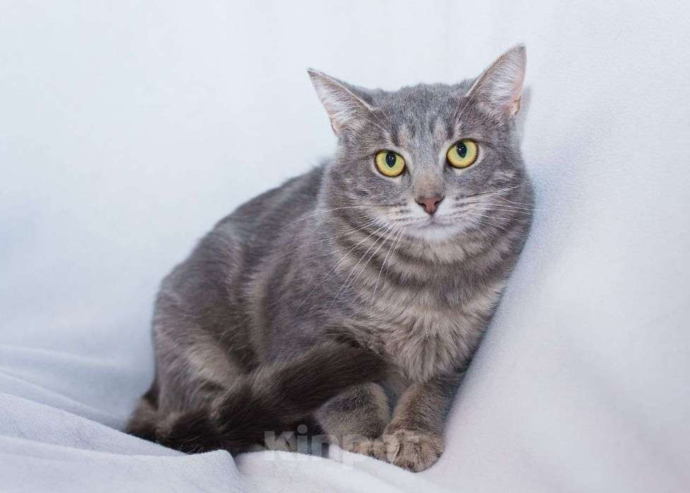 Кошки в Москве: Кошечка с редким мраморным окрасом ищет добрых и любящих котородителей! Девочка, Бесплатно - фото 3