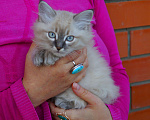 Кошки в Краснодаре: Котята Невская маскарадная color point blue пушистый кот Мальчик, 26 000 руб. - фото 3