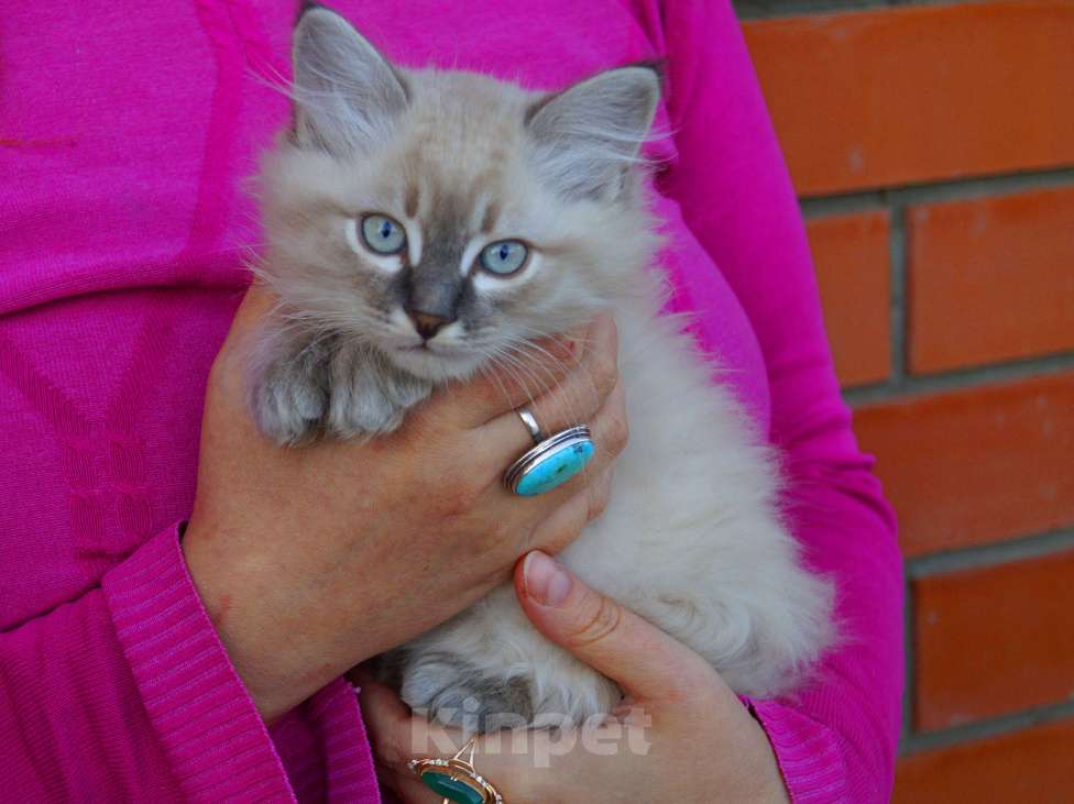 Кошки в Краснодаре: Котята Невская маскарадная color point blue пушистый кот Мальчик, 26 000 руб. - фото 3