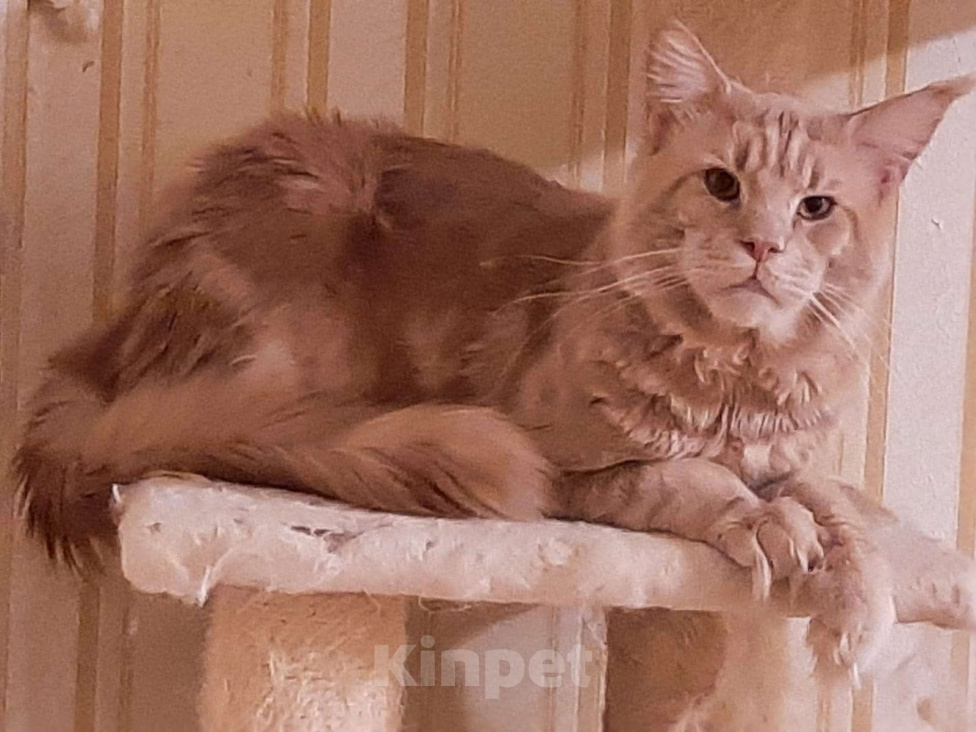 Кошки в Москве: МЕЙН-КУН Мальчик, 35 000 руб. - фото 3