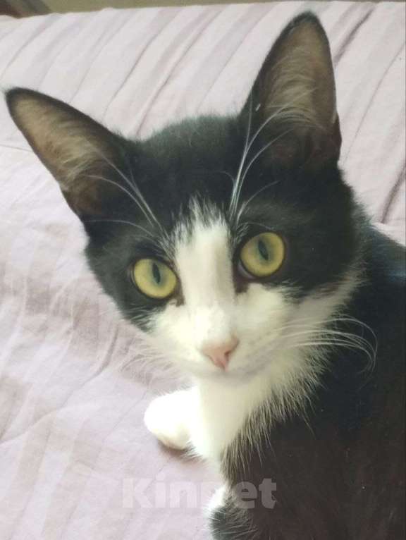 Кошки в Москве: Касатка молодая кошечка в добрые руки Девочка, Бесплатно - фото 6