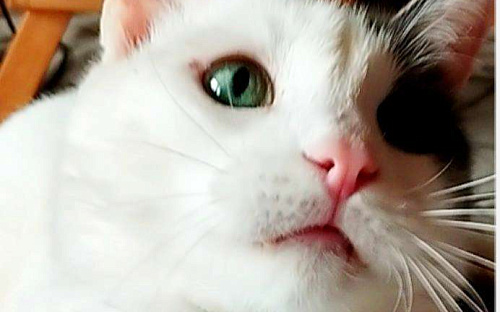 Белый очень ласковый кот Зая