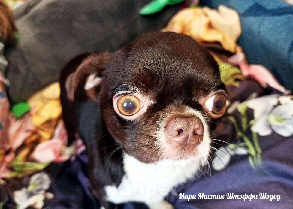 Собаки в Санкт-Петербурге: Чихуахуа Штэффи Шэдоу окрас шоколадный с белым Девочка, 50 000 руб. - фото 2