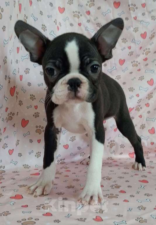 Собаки в Новосибирске: Щенки Бостон терьера  Девочка, 60 000 руб. - фото 2