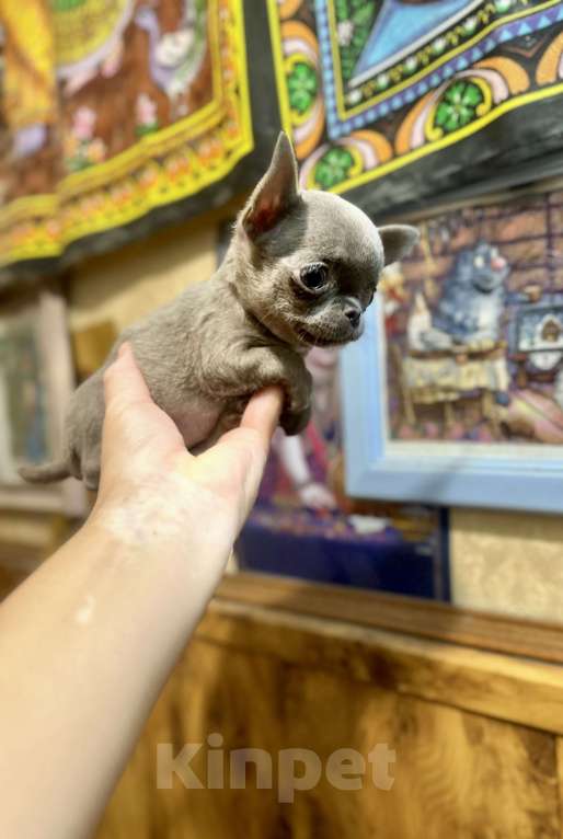 Собаки в Ростове-на-Дону: Девочка лиловая чихуахуа Девочка, 50 000 руб. - фото 9