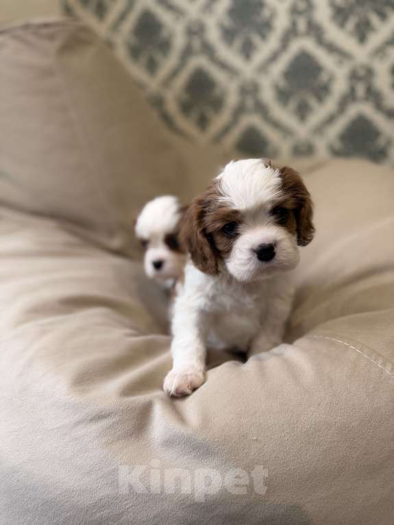 Собаки в Москве: Щенок кавалер Кинг Чарльз спаниеля Девочка, 107 000 руб. - фото 3