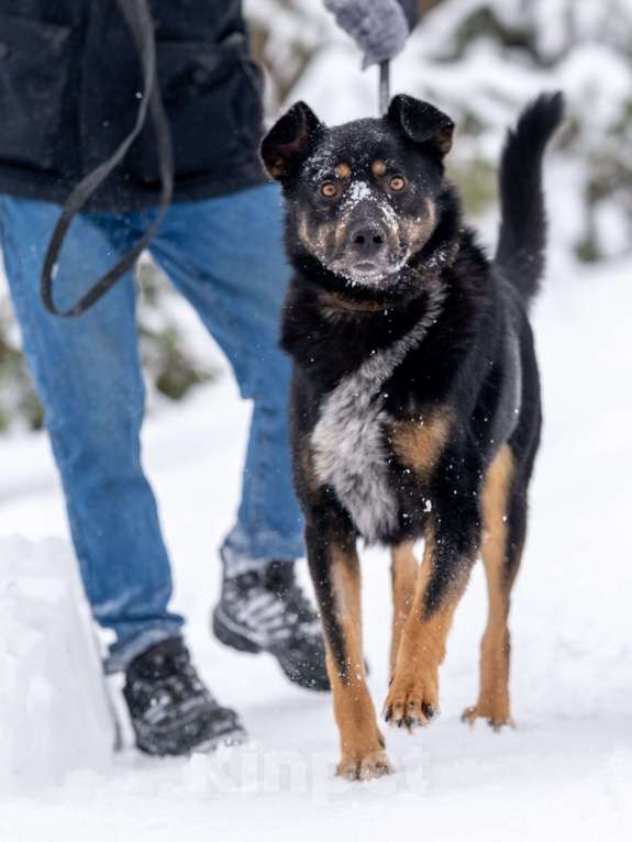 Собаки в других городах Московской области: Ищет дом красавец Мич! Мальчик, Бесплатно - фото 4
