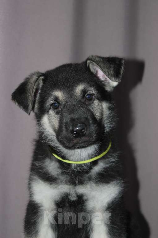 Собаки в Красноярске: Щенок ВЕО Нелли Голд Девочка, Бесплатно - фото 10