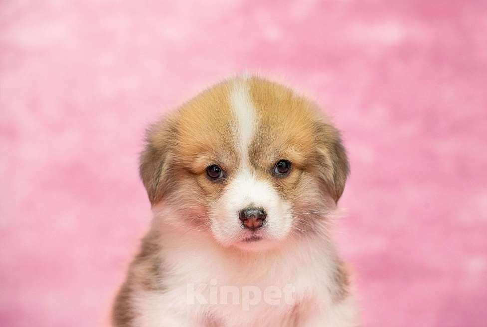 Собаки в Москве: Вельш корги пемброк щенки Разнополые, 40 000 руб. - фото 1