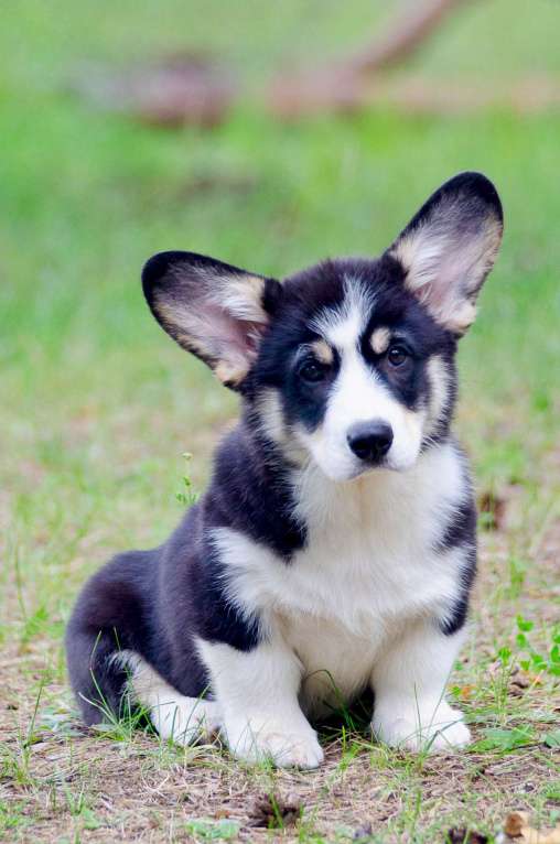Собаки в Твери: Щенок вельш корги пемброк  Мальчик, 60 000 руб. - фото 3