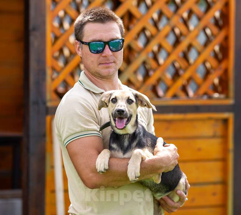 Собаки в Москве: Щенок Глория ищет семью Девочка, 1 руб. - фото 3