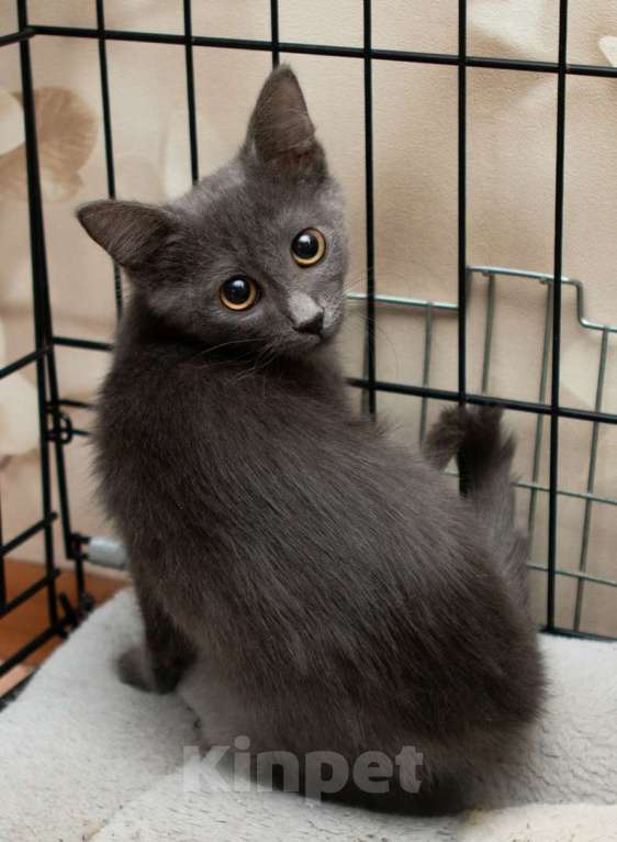 Кошки в Москве: Очаровательные котята (10 мес.) ищут дом Девочка, Бесплатно - фото 3