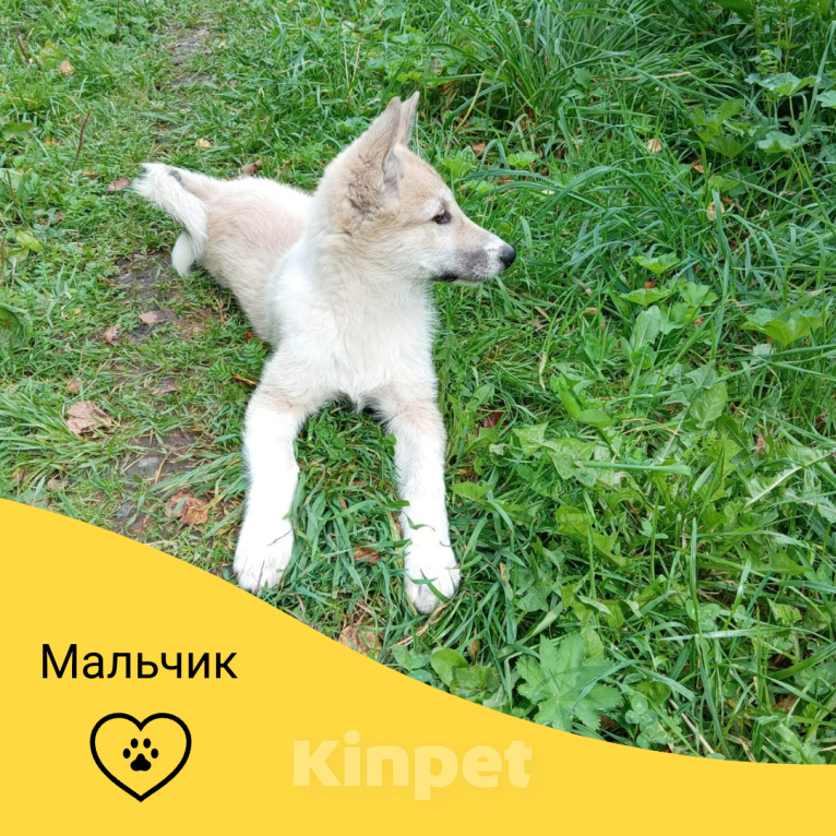 Собаки в других городах Башкортостана: Щенок западносибирской лайки мальчик Мальчик, Бесплатно - фото 1