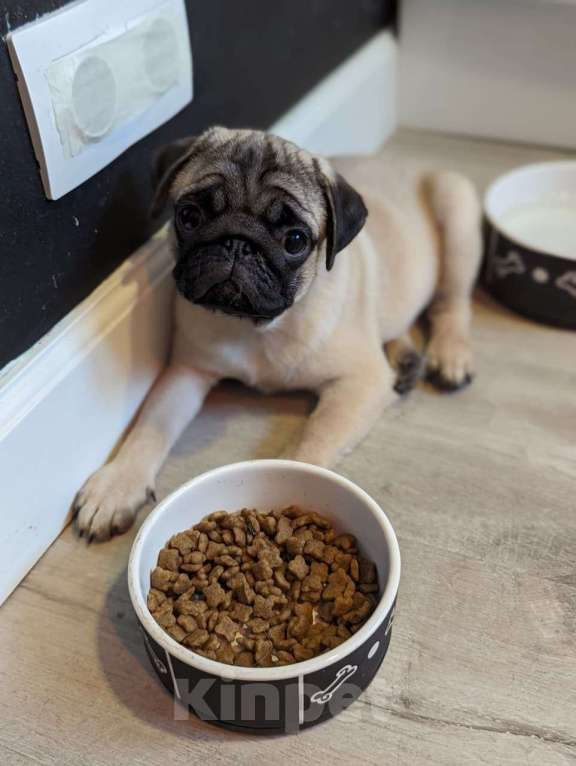 Собаки в Москве: Щенок мопса - мальчик Мальчик, Бесплатно - фото 6