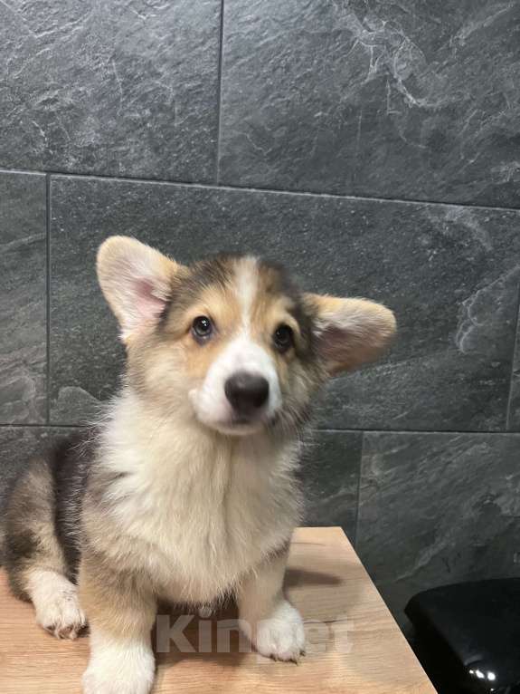 Собаки в Москве: Корги мальчик триколор кобель Мальчик, 40 000 руб. - фото 2