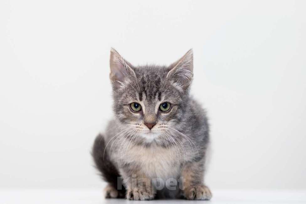 Кошки в Москве: Стич Мальчик, Бесплатно - фото 4