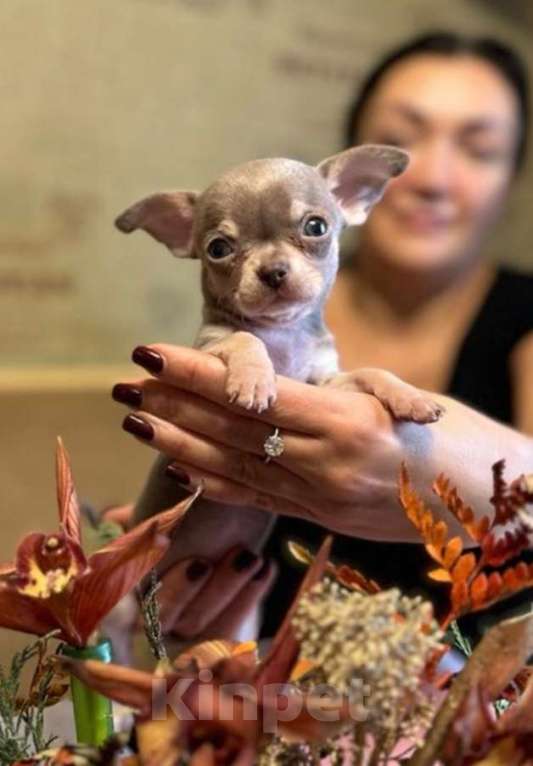 Собаки в Москве: Чихуахуа Девочка, Бесплатно - фото 4