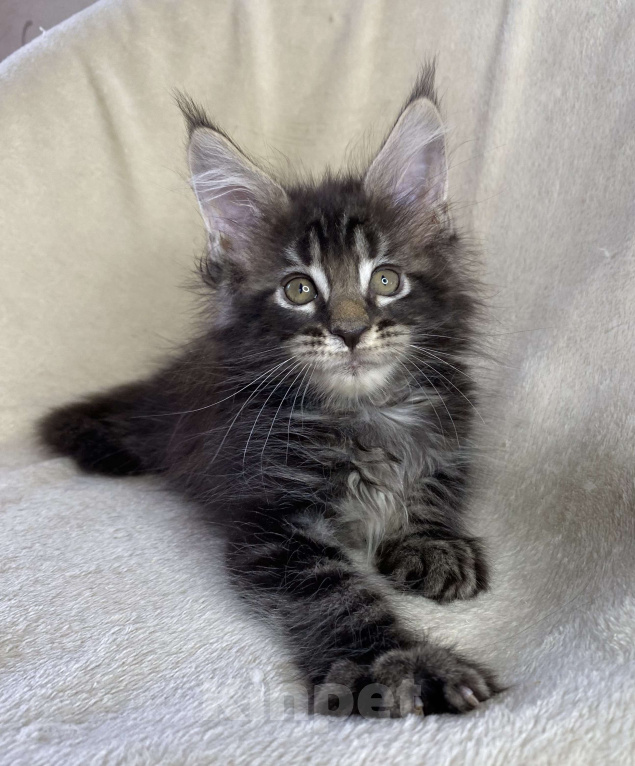 Кошки в Дмитрове: Черный мраморный мальчик мейн кун Мальчик, 40 000 руб. - фото 1
