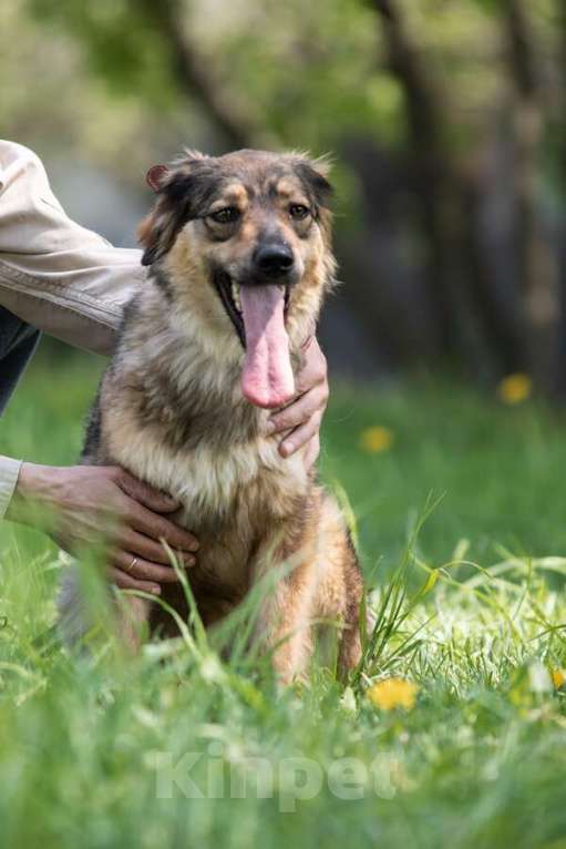 Собаки в Москве: Чудесная собака Мила ищет семью. Девочка, Бесплатно - фото 10