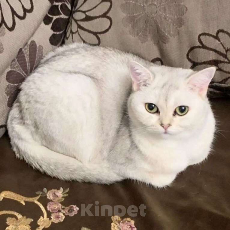 Кошки в Москве: Кошечка в беде Девочка, Бесплатно - фото 3