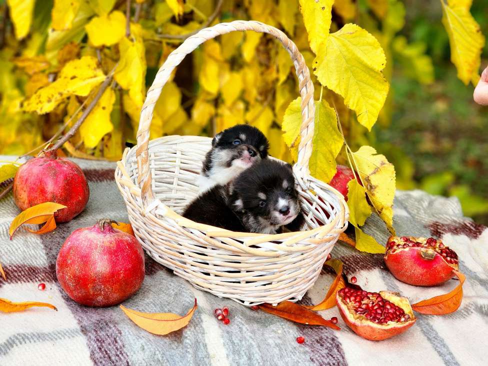 Собаки в Севастополе: Черноголовые щенки корги пемброк Мальчик, 100 000 руб. - фото 3