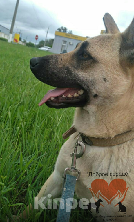 Собаки в Тамбове: Прима Девочка, Бесплатно - фото 3